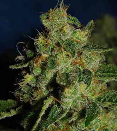 Green Crack > Fast Buds Company | Semillas autoflorecientes  |  Híbrido