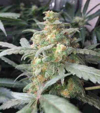 Green Crack > Fast Buds Company | Autoflowering Hanfsamen  |  Hybrid