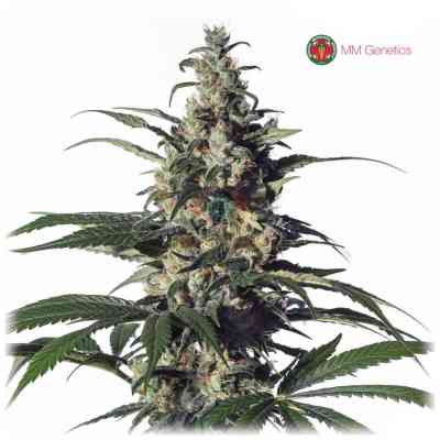 Green Doctor Samen > Medical Marijuana Genetics | Feminisierte Hanfsamen  |  Sativa