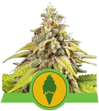 Green Gelato Auto > Royal Queen Seeds | Graines Autofloraison  |  Hybride