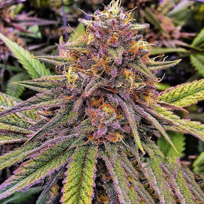 Plante de cannabis 