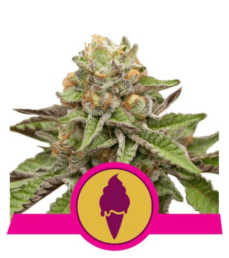 Green Gelato > Royal Queen Seeds | Feminized Marijuana   |  hybrid