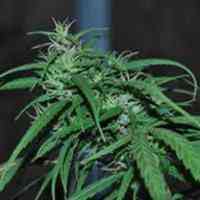 Green Haze > ACE Seeds | Regular Marijuana   |  Sativa