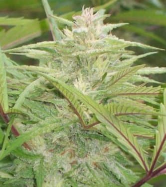 Green Mountain Grape > Green Mountain Seeds | Semillas Regulares  |  Sativa