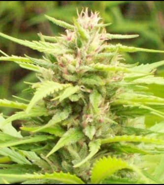 Green Mountain Grape > Green Mountain Seeds | Regular Cannabis   |  Sativa