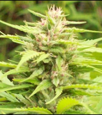 Green Mountain Grape > Green Mountain Seeds | Graines Normal  |  Sativa