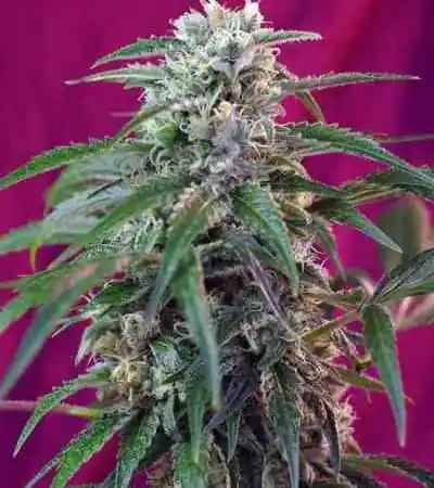 Green Poison Auto > Sweet Seeds | Semillas de marihuana autoflorecientes  |  Híbrido