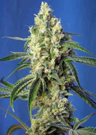 Green Poison CBD > Sweet Seeds | Feminized Marijuana   |  hybrid