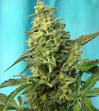 Green Poison F1 Fast Version > Sweet Seeds | Feminisierte Hanfsamen  |  Indica