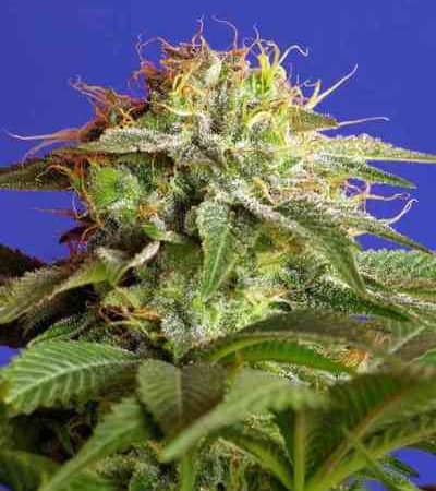 Green Poison F1 Fast Version > Sweet Seeds | Graines Féminisées  |  Indica