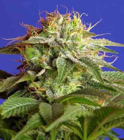 Green Poison F1 Fast Version > Sweet Seeds | Feminized Marijuana   |  Indica