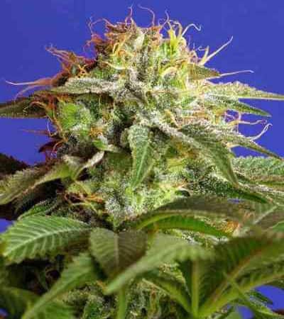 Green Poison > Sweet Seeds | Feminized Marijuana   |  Indica