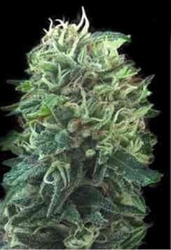 Green Scout Cookies > Bulk Seed Bank | Feminized Marijuana   |  hybrid