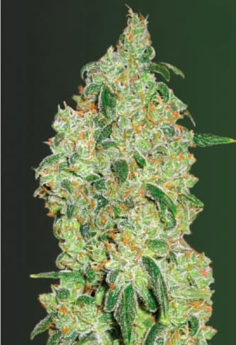 Green Wild Shark > Victory Seeds | Semillas feminizadas  |  Híbrido