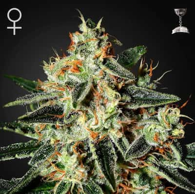 Cheese > Green House Seed Company | Feminized Marijuana   |  hybrid