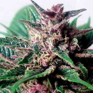 Grizzly Purple Auto > Blim Burn Seeds | Autoflowering Cannabis   |  Hybrid