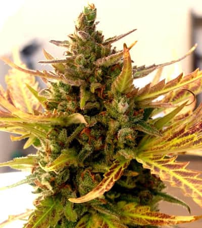 Grizzly Purple Kush > Blim Burn Seeds | Feminized Marijuana   |  Indica