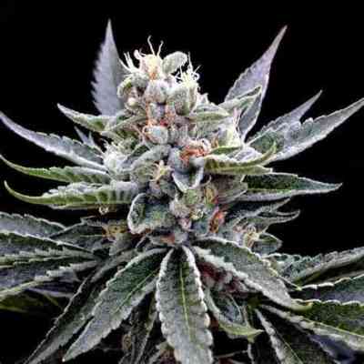 El Fuego Samen > Grow Your Own | Feminisierte Hanfsamen  |  Indica