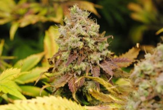 GSC > Kannabia Seeds | Feminized Marijuana   |  Sativa
