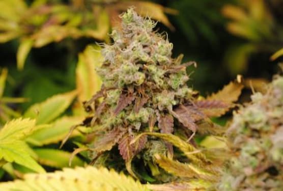 GSC > Kannabia Seeds | Semillas feminizadas  |  Sativa