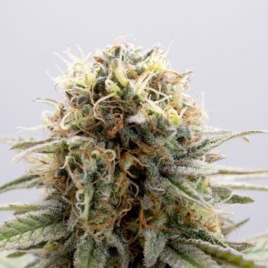 GSC > Kannabia Seeds | Feminisierte Hanfsamen  |  Sativa