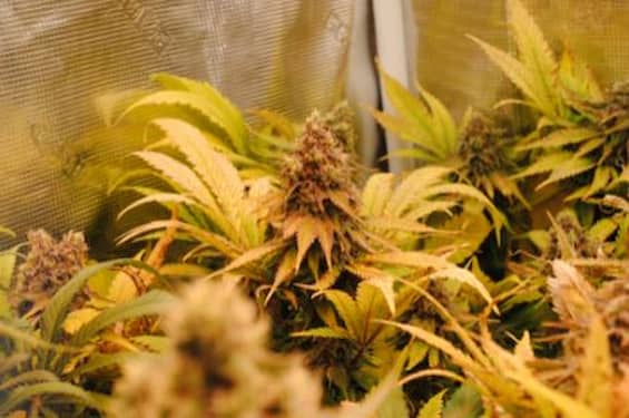 GSC > Kannabia Seeds | Feminized Marijuana   |  Sativa