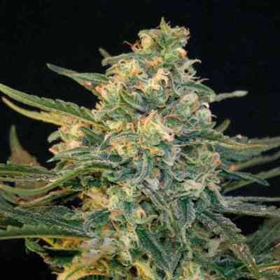 Guanabana > Blim Burn Seeds | Semillas feminizadas  |  Sativa