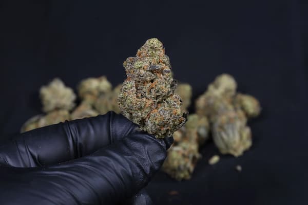 Guava Auto RF3 graines > Fast Buds | Graines de cannabis auto  |  Hybride