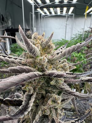 Guava Rf3 4