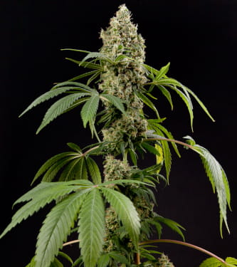 Guava Berry Kush > Philosopher Seeds | Feminized Marijuana   |  Indica