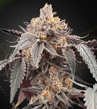 Guava x Gelato 41 Auto > Green House Seed Company | Graines Autofloraison  |  Indica