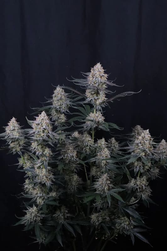 Guava Sundae Auto Seed > Fast Buds Company | Autoflowering Cannabis   |  Hybrid