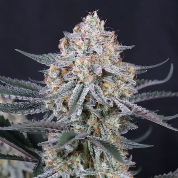 Guava Sundae Auto Seed > Fast Buds Company | Autoflowering Cannabis   |  Hybrid