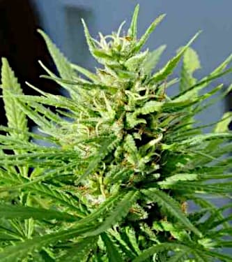 Guawi > ACE Seeds | Feminisierte Hanfsamen  |  Sativa