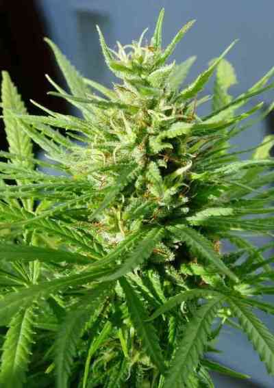 Guawi > ACE Seeds | Feminized Marijuana   |  Sativa