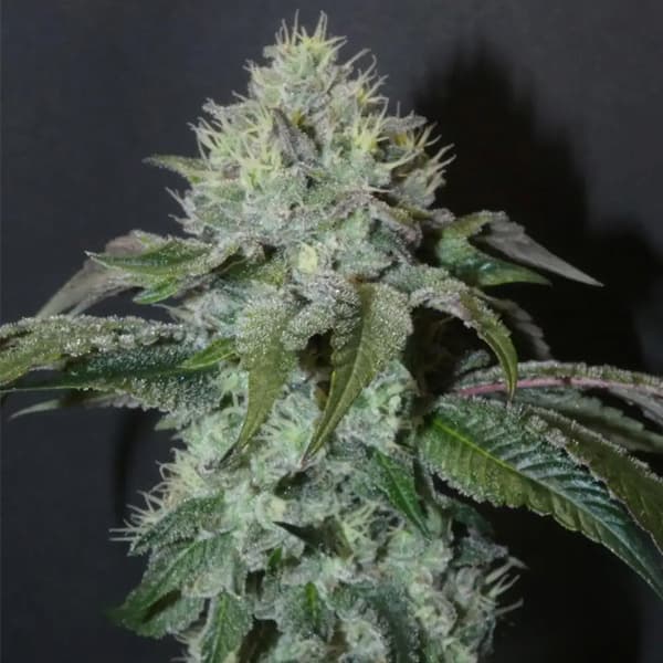 Guaya Burger semilla > Bask Triangle Farms | Semillas feminizadas  |  Índica