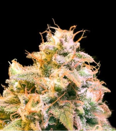 Guerilla Glue > Bulk Seed Bank | Feminized Marijuana   |  hybrid