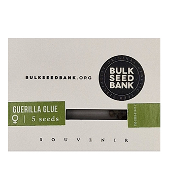 Guerilla Glue > Bulk Seed Bank | Feminisierte Hanfsamen  |  Hybrid