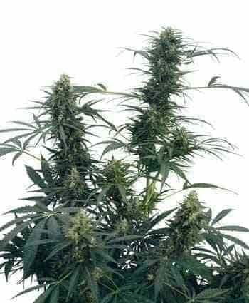 Guerrilla\'s Gusto > Sensi Seeds | Graines Normal  |  Indica