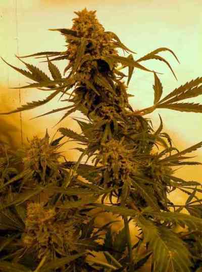 Guillotine > French Touch Seeds | Graines Autofloraison  |  Sativa