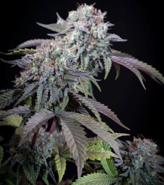 Gulupa > Paradise Seeds | Feminized Marijuana   |  Indica