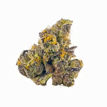 Gus Mints Seed > Vision Seeds | Feminized Cannabis   |  Indica