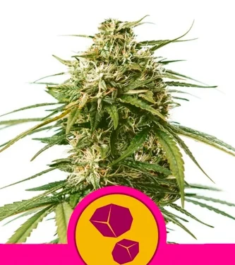 Gusher > Royal Queen Seeds | Graines Féminisées  |  Indica