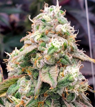 Gushers Fast Flowering > Humboldt Seed Organisation | Feminized Marijuana   |  Indica