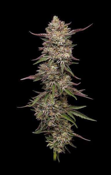 Guzzlers > Humboldt Seed Company | Graines Féminisées  |  Hybride
