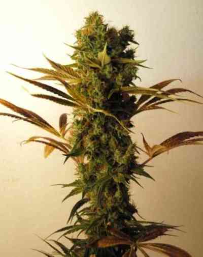 Hammer Shark > Resin Seeds | Feminized Marijuana   |  Indica