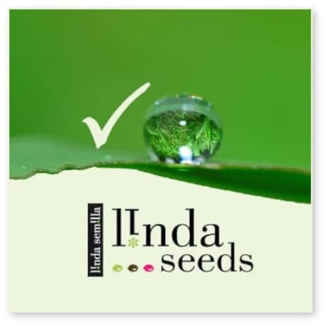 Recommandations sur les graines de cannabis Recommandations sur les graines de cannabis