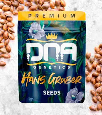 Hans Gruber > DNA Genetics | Feminisierte Hanfsamen  |  Indica