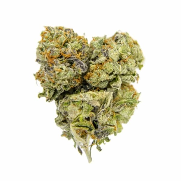 Harlequeen THC Free Seed > World of Seeds | CBD cannabis seeds  |  Sativa