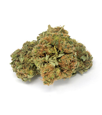 Harlequin CBD > 00 Seeds Bank | CBD cannabis seeds  |  Sativa